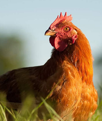 Chicken from Freedom Ranger